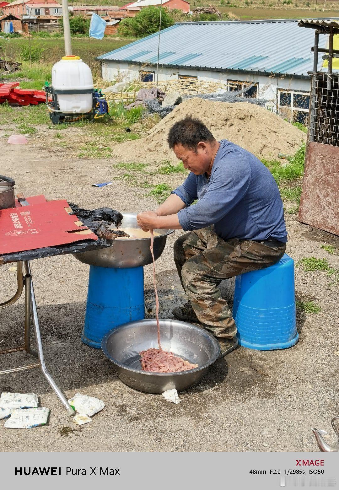 今天村里人来帮我种向日葵我给他们杀了五头猪