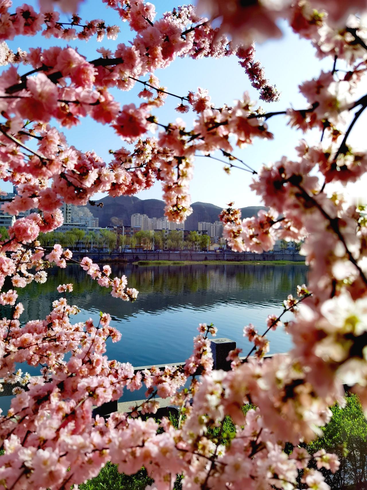 承德的春天， 感觉武烈河比避暑山庄还要美。

承德的春天来了，处处花红柳绿的。相