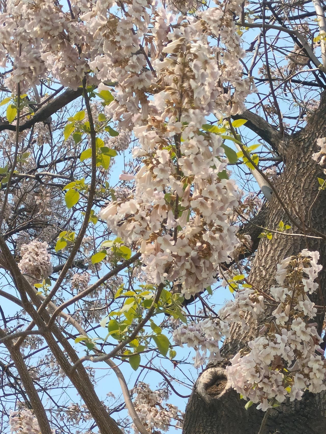 昨天，我和老公周边游，在别墅区门口拍到了这样的一棵树。
这棵树的形态就很吸引人，