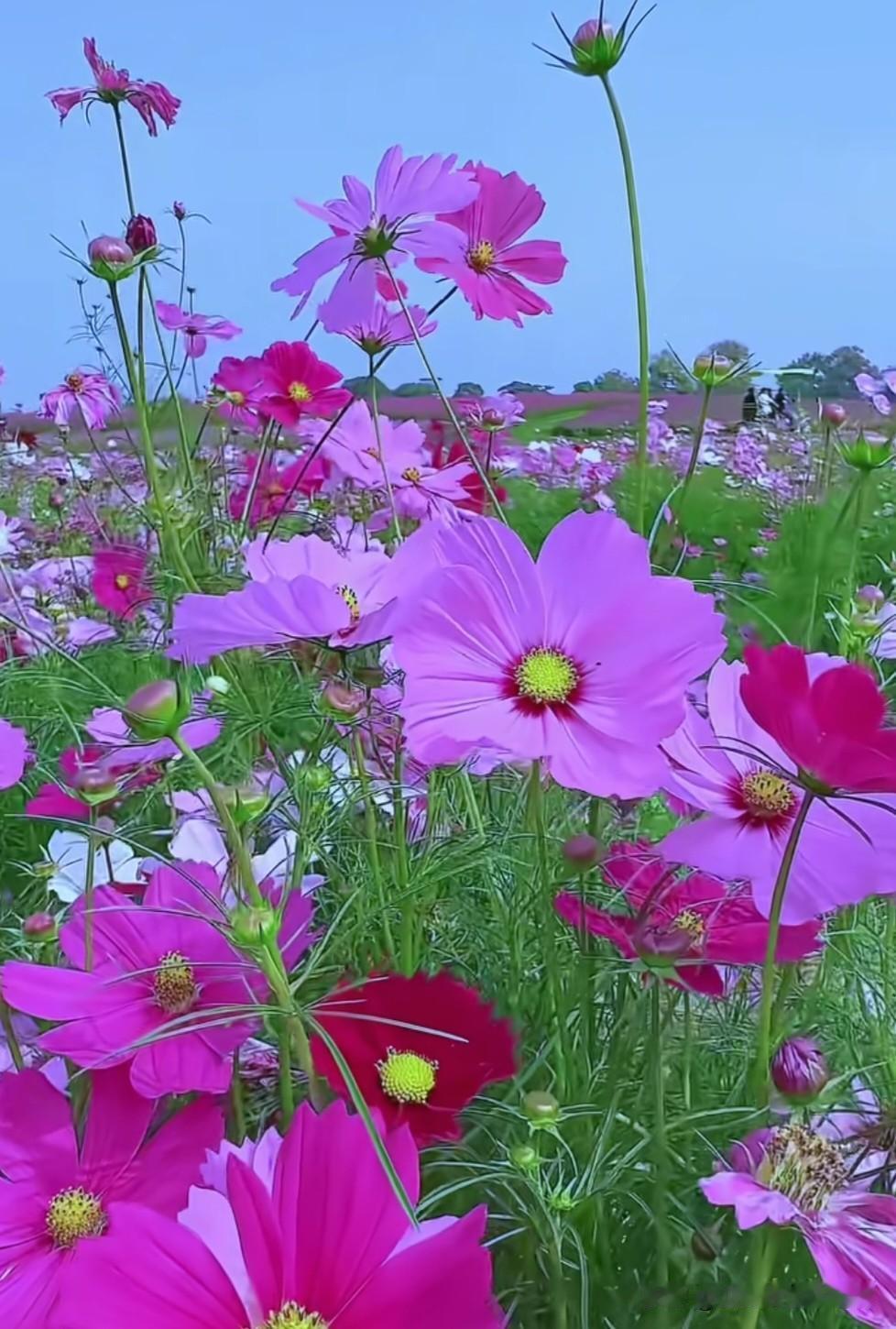 格桑花，也叫波斯菊、扫帚梅，是藏语中“幸福之花”的象征。它的花语是“珍惜眼前人，