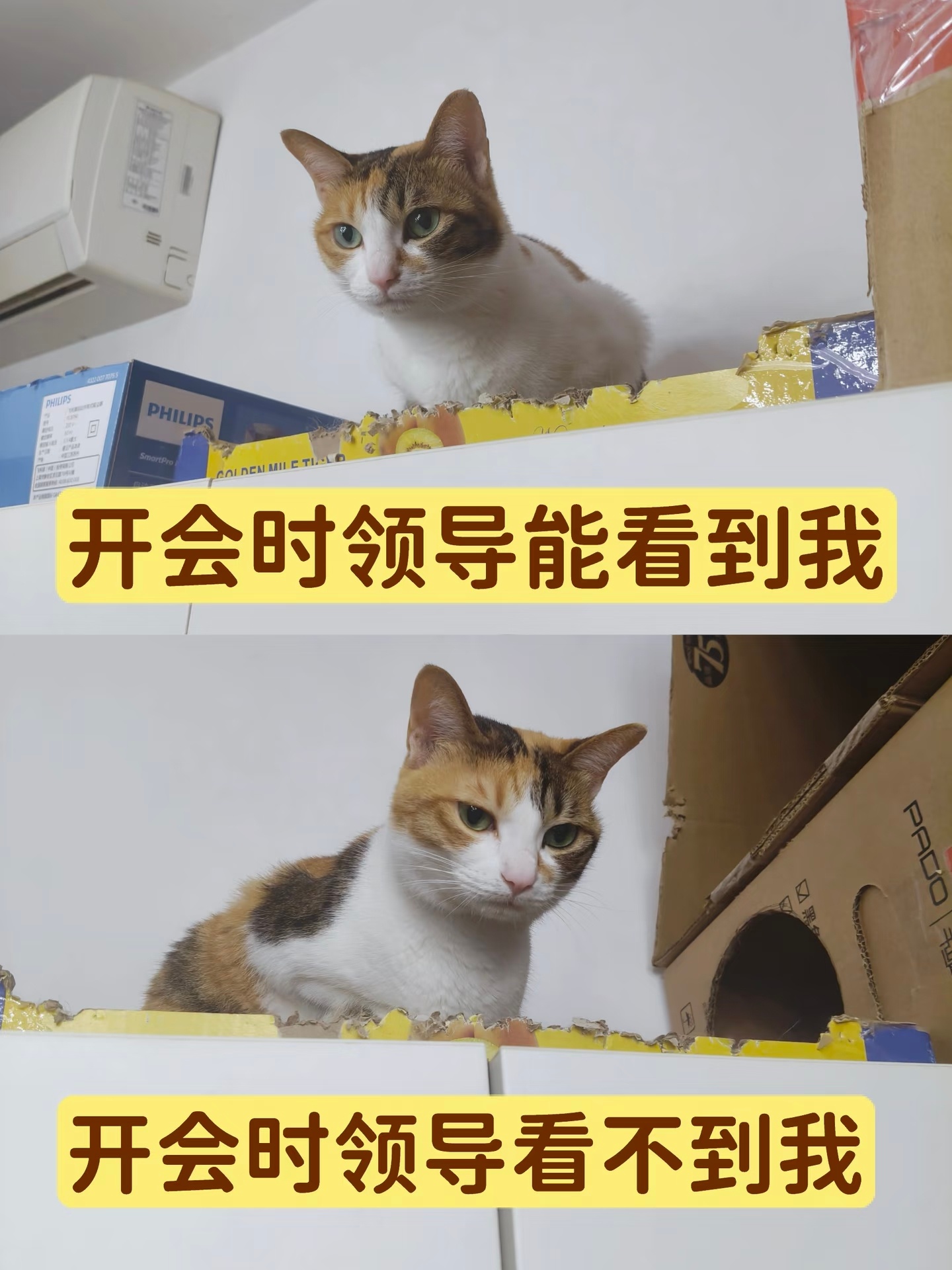 做个猫猫表情包猫困了