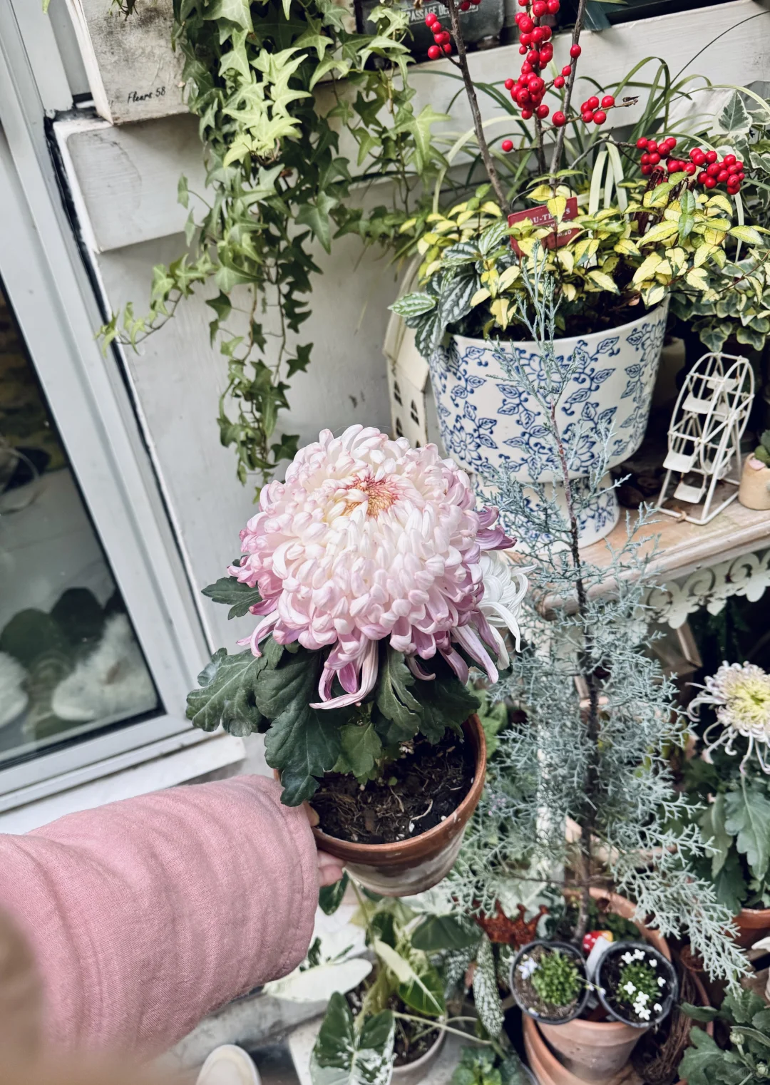 菊花开成了蛋糕