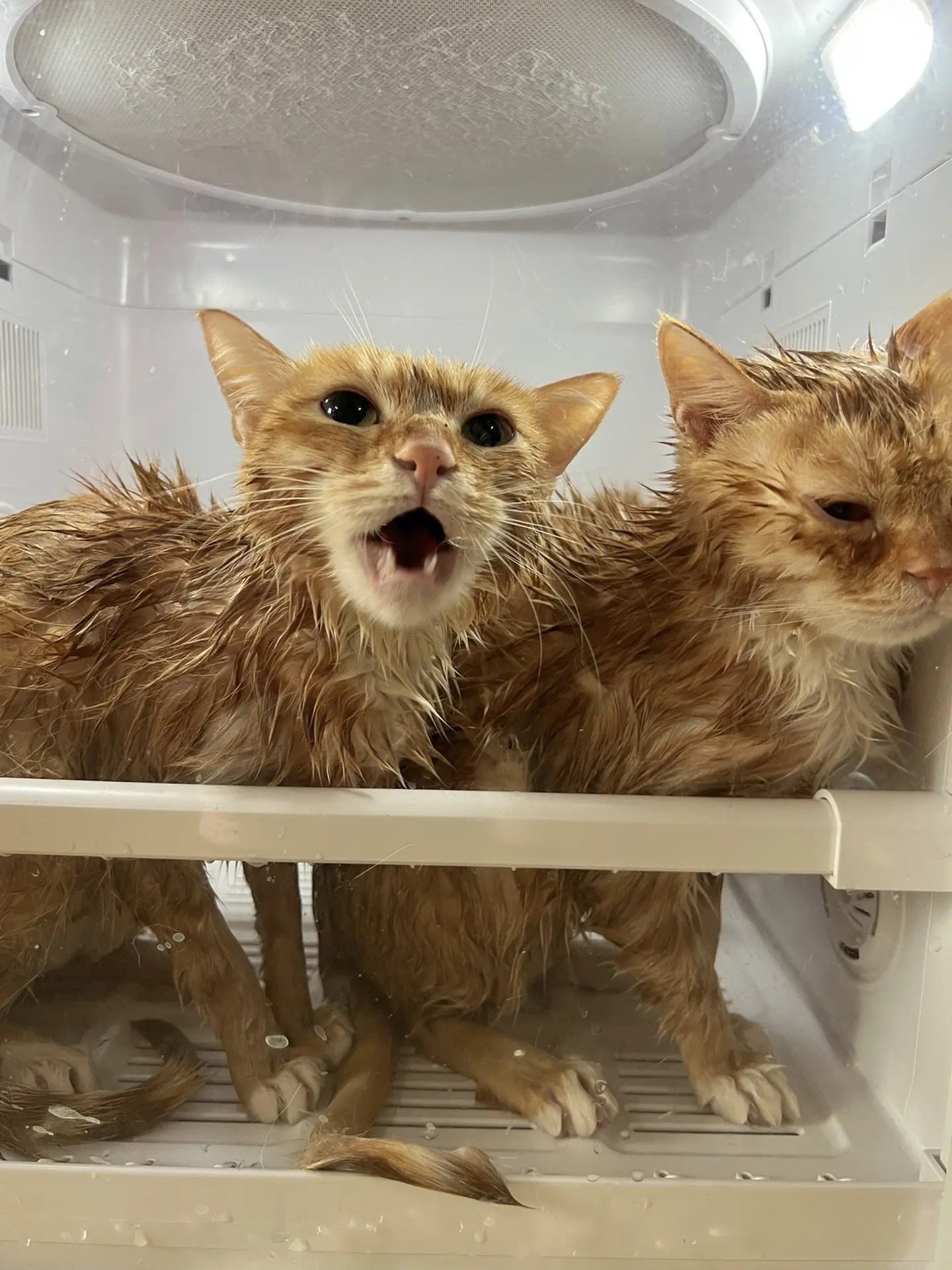 洗个澡要要它命一样