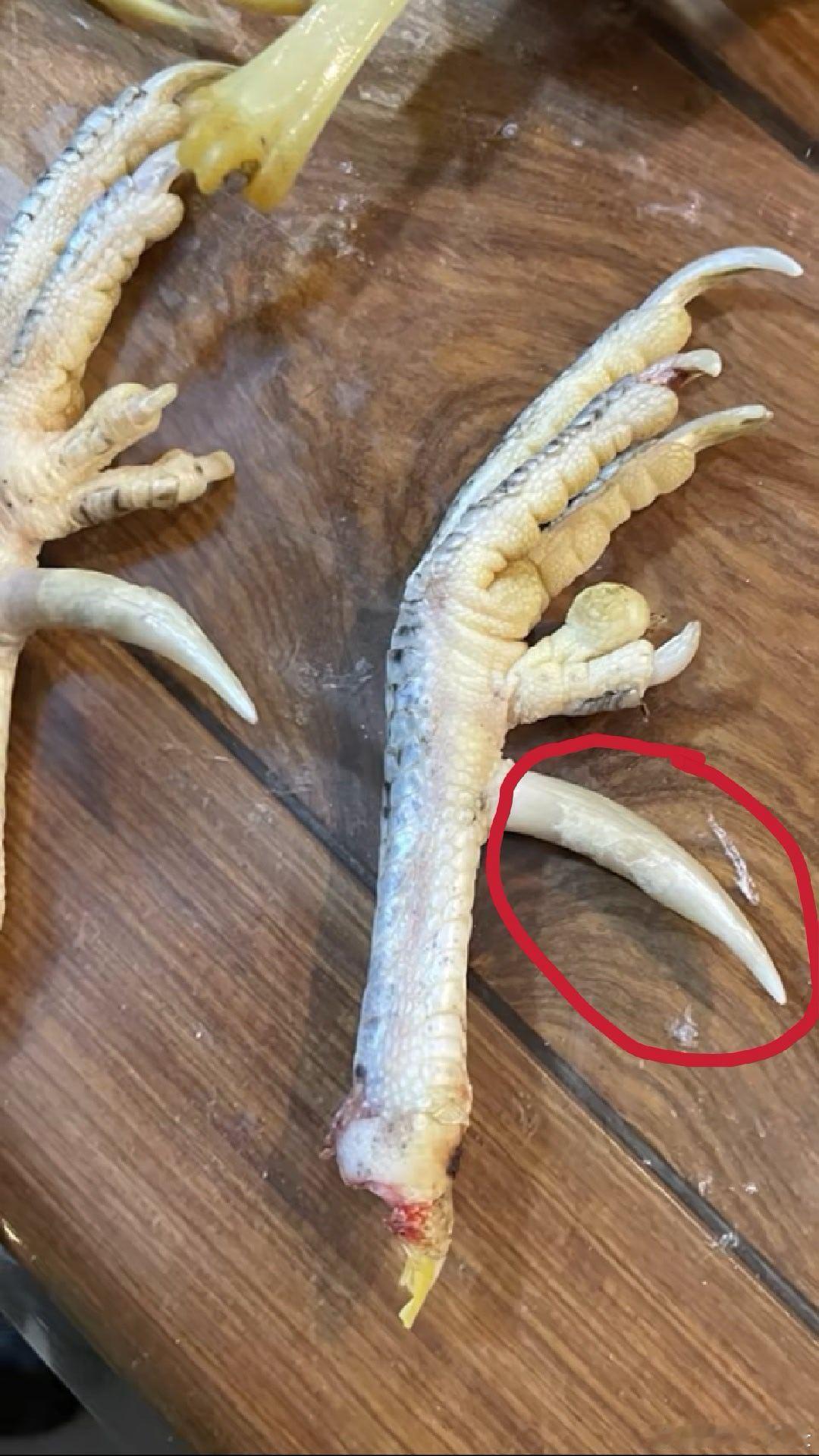 谁知道图中鸡腿上画圈这个叫什么东西？这叫鸡蹬子，也叫鸡蹬杆，是成年公鸡才有的。公
