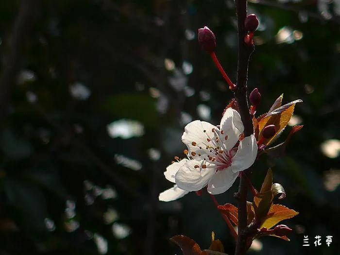 红叶李。
莱卡C相机拍摄于广场的红叶李小树林。
目光所及，白色的花朵像是满天的繁