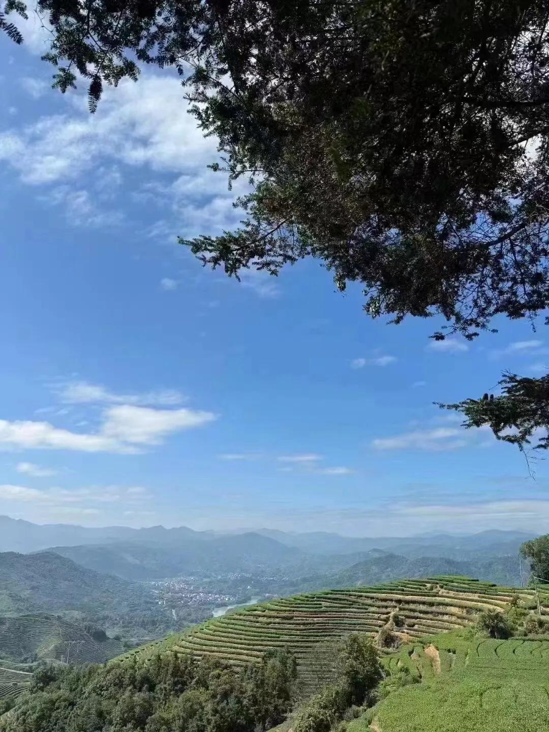 让心情多沾染些茶香
敬那些温暖的时光～