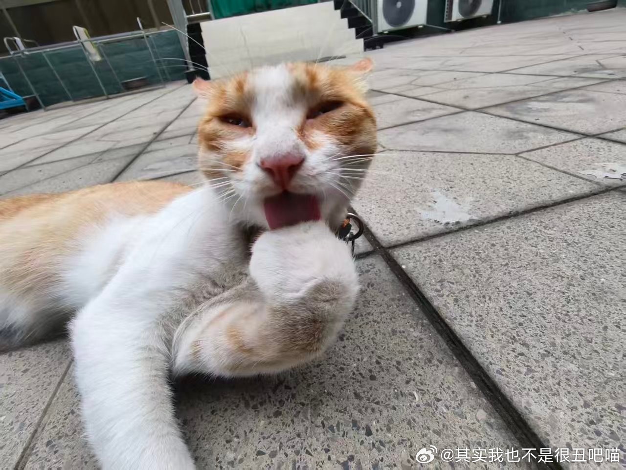 50118【丑猫】啃臭键 