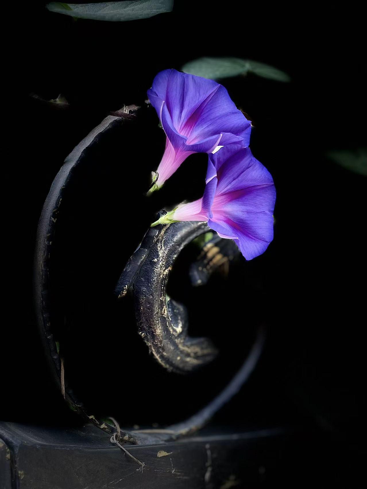 牵牛花