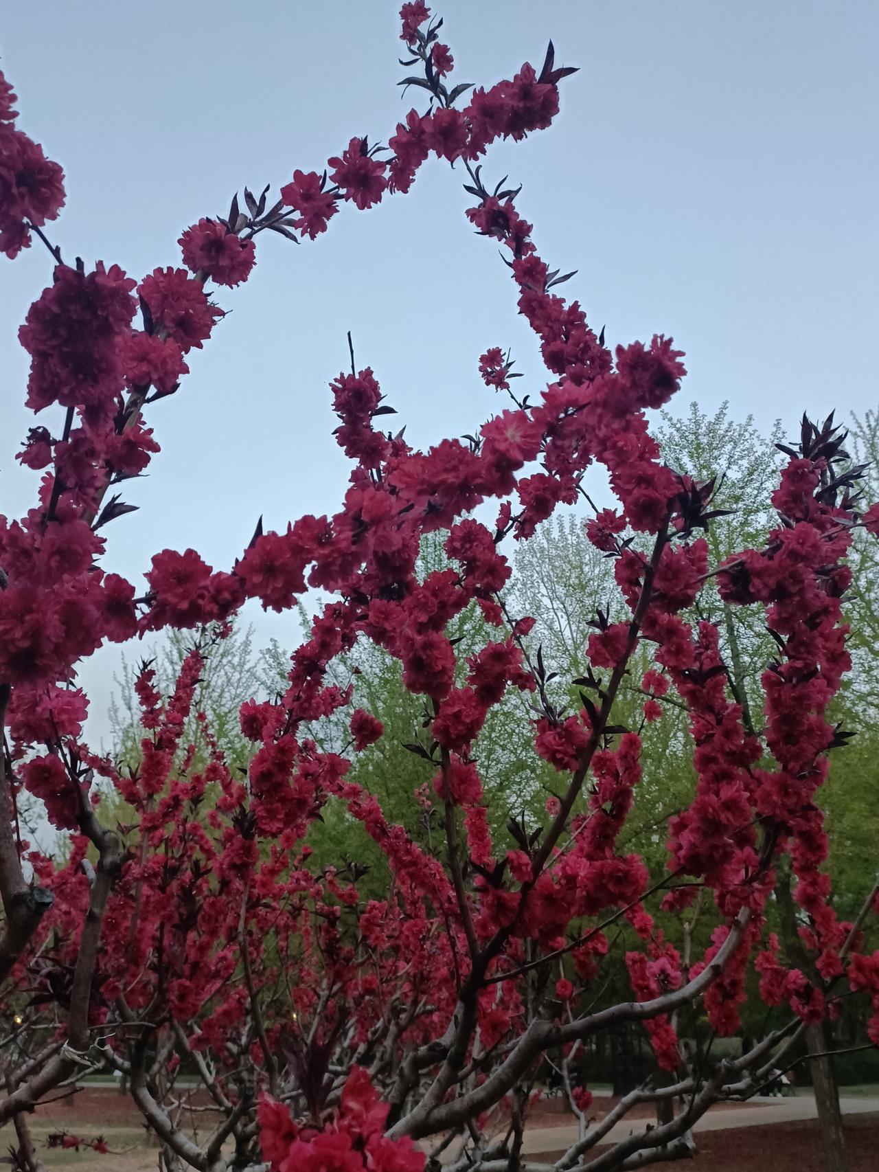 记录我的2026 2026年，鲜花盛开的景象美得让人沉醉。就像楼下那株白牡丹，两