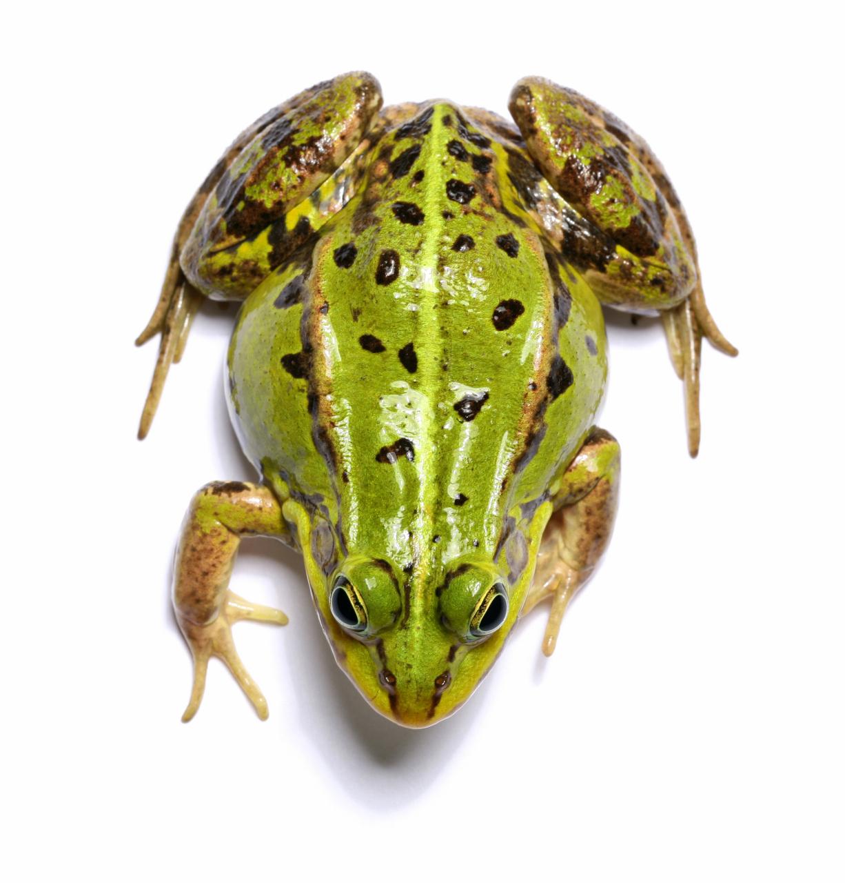 青蛙在你们那里的方言叫什么呢在我们武汉新洲，都把青蛙叫做Ke马，哈哈，你们那里是