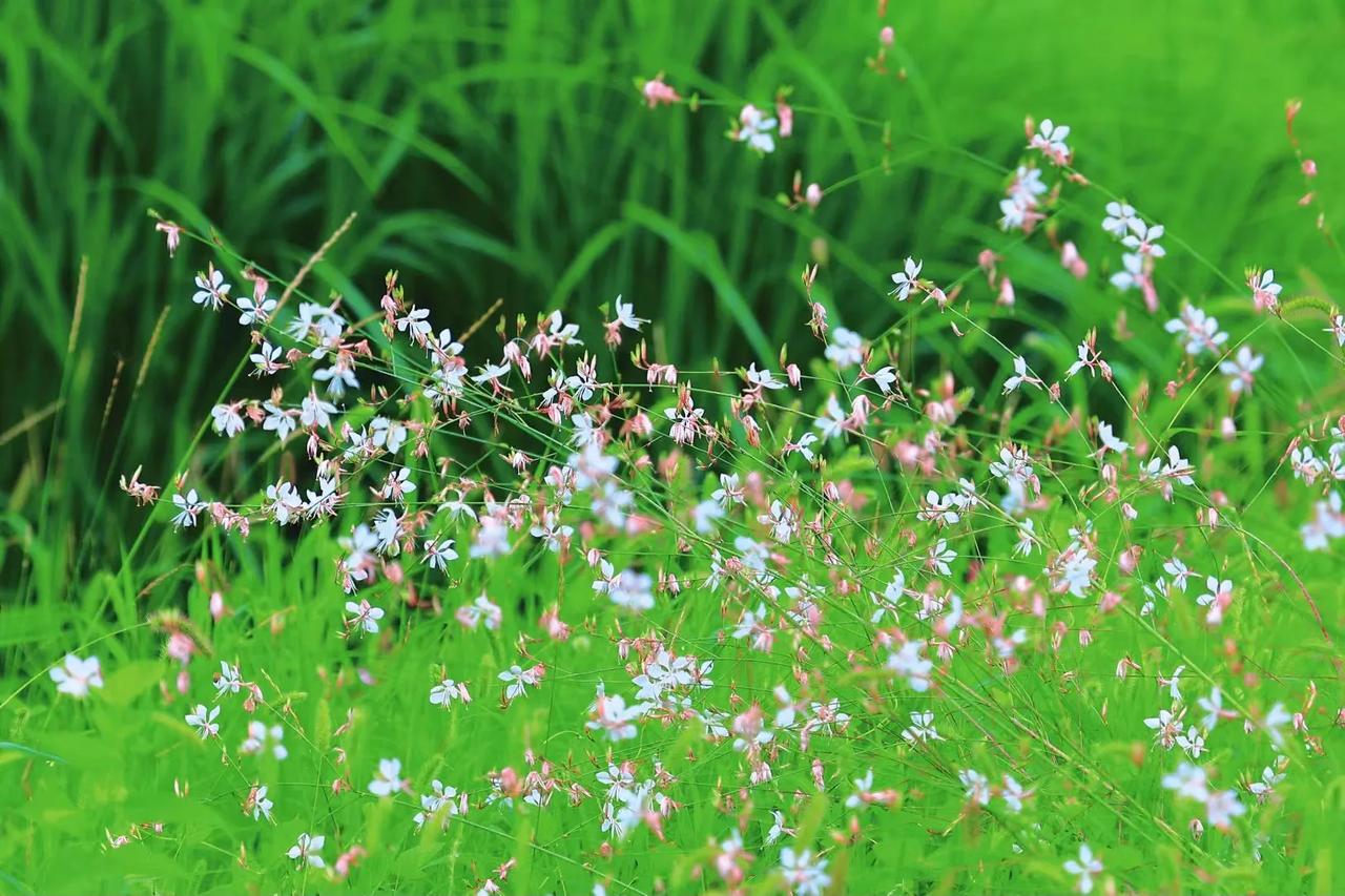 #记录夏日生活点滴#
晨起，尘起，沉启……
每一个清晨，都是我们为之生生不息奋斗