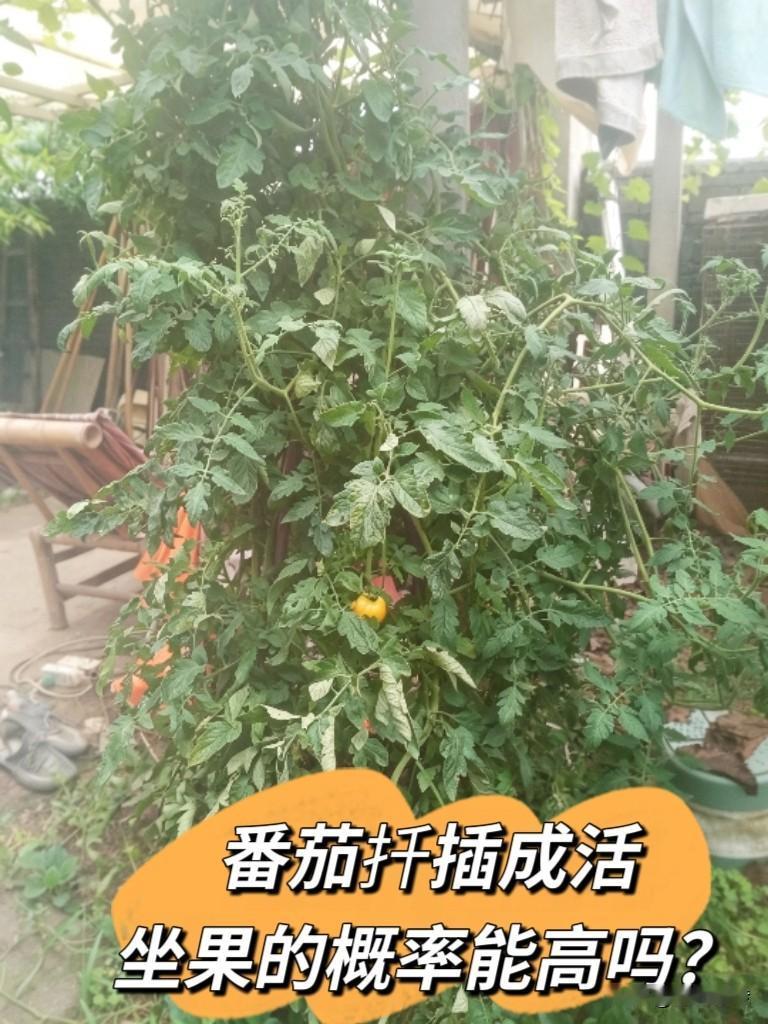 番茄扦插成活后，真的有果子挂满枝的吗？公爹今年扦插的番茄苗，长势倒挺旺，但只结了