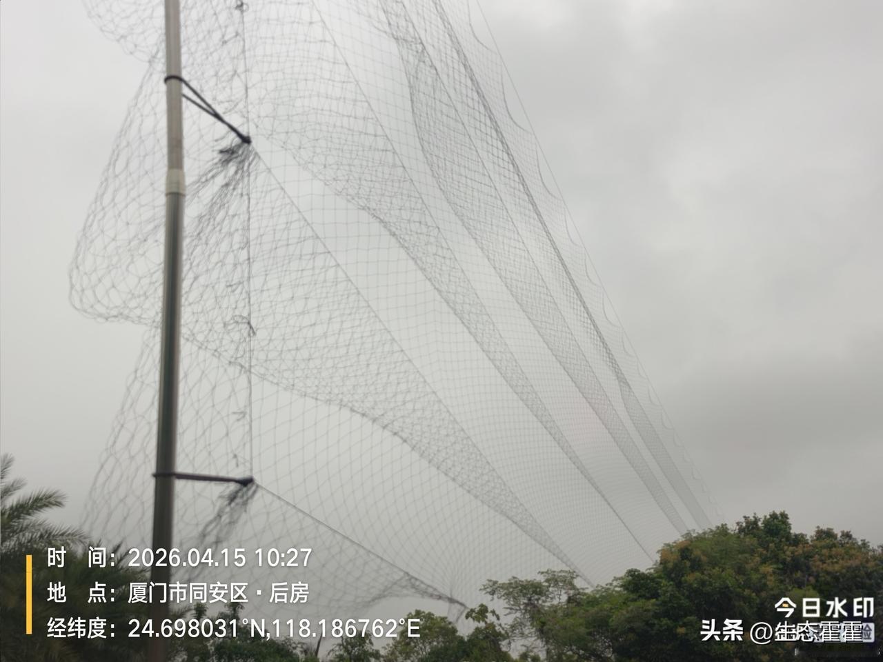 厦门同安再曝非法捕鸟网！50米长10米高暗藏杀机 2026年4月15日，中国零鸟