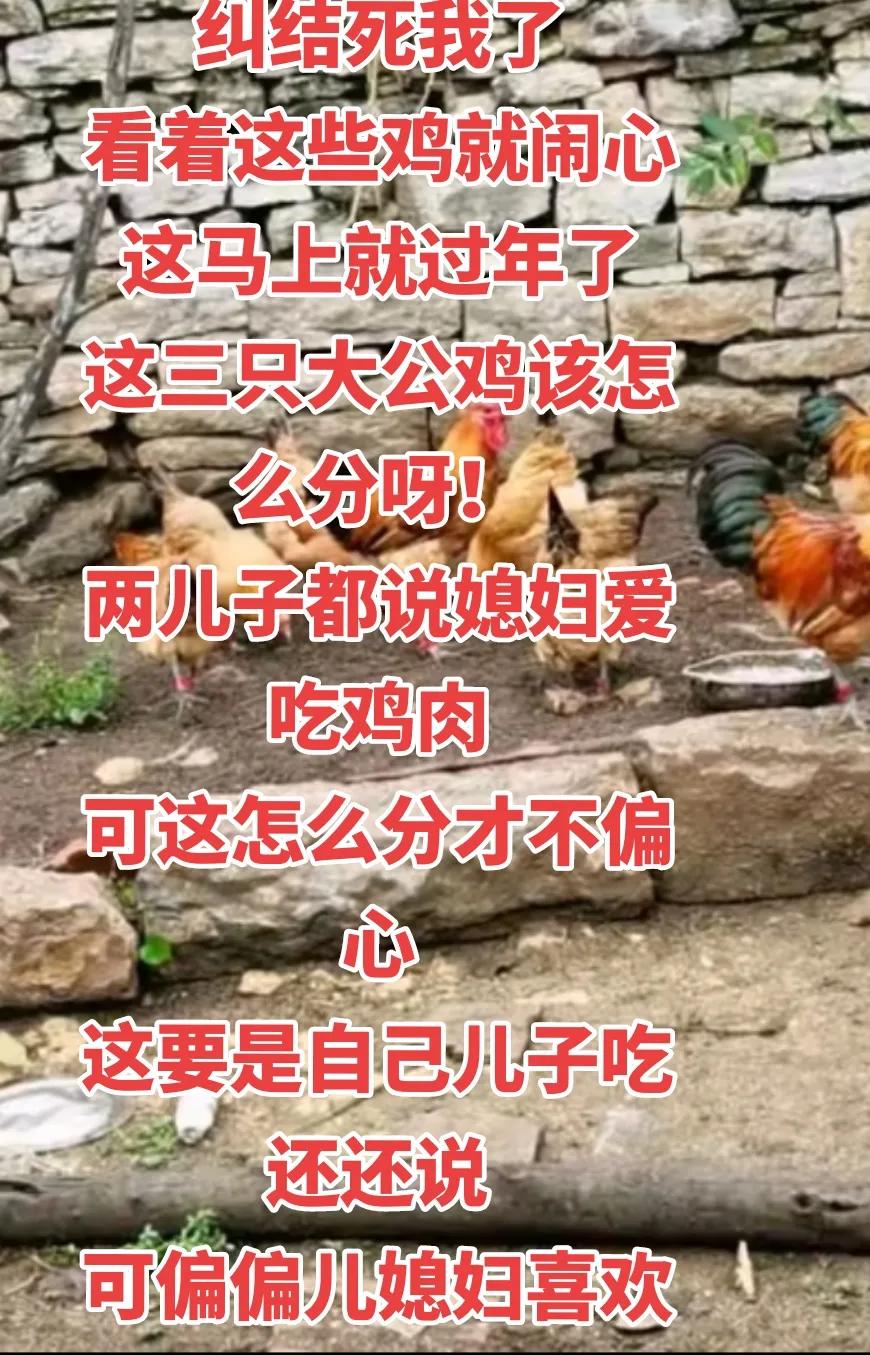 纠结死我了
看着这些鸡就闹心
这马上就过年了
这三只大公鸡该怎么分呀！
两儿子都