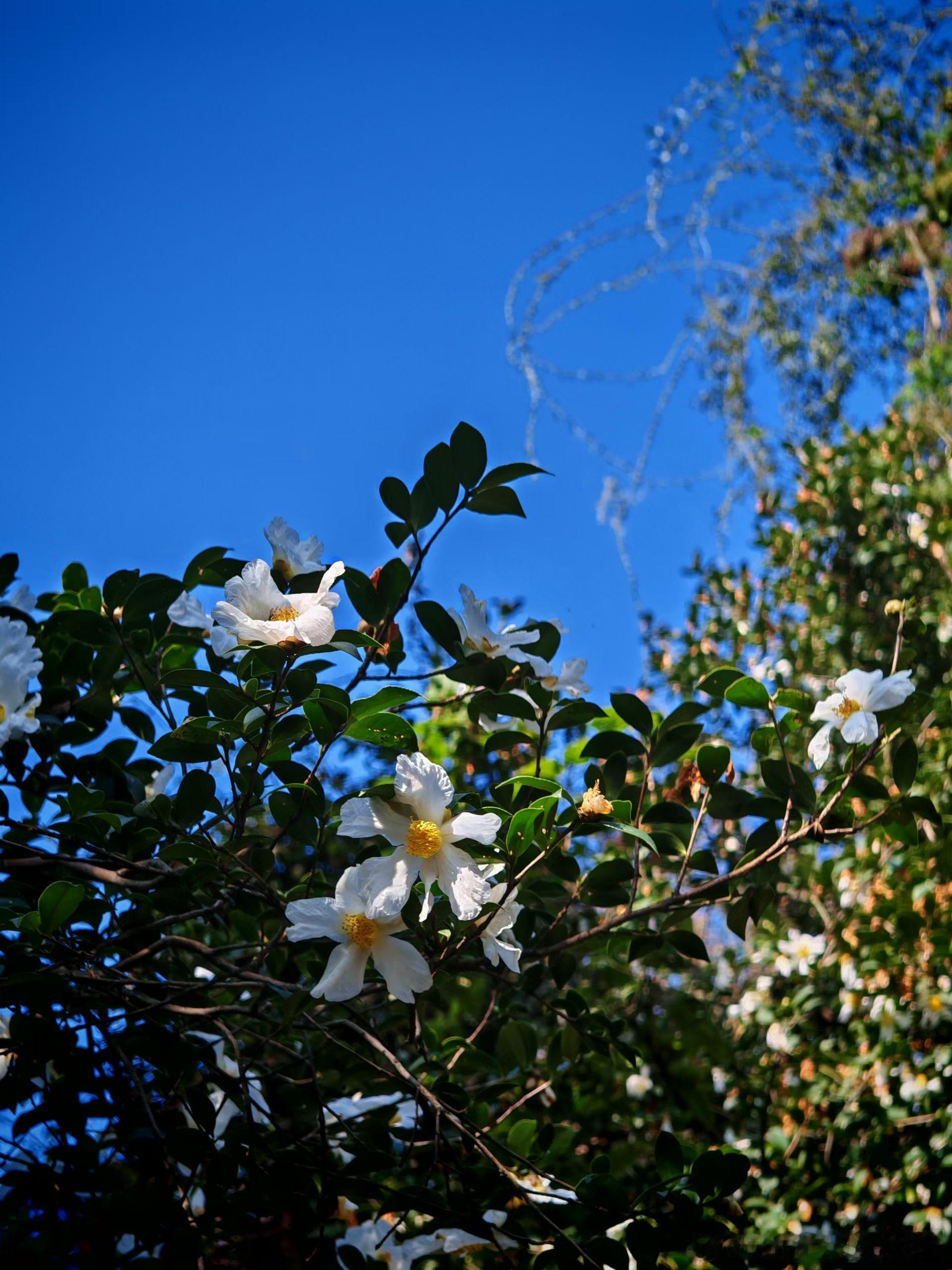 在这个市场提高自身的认知定力能力是1 ，借力是0 ，只有1存在 ，后面才有无数个