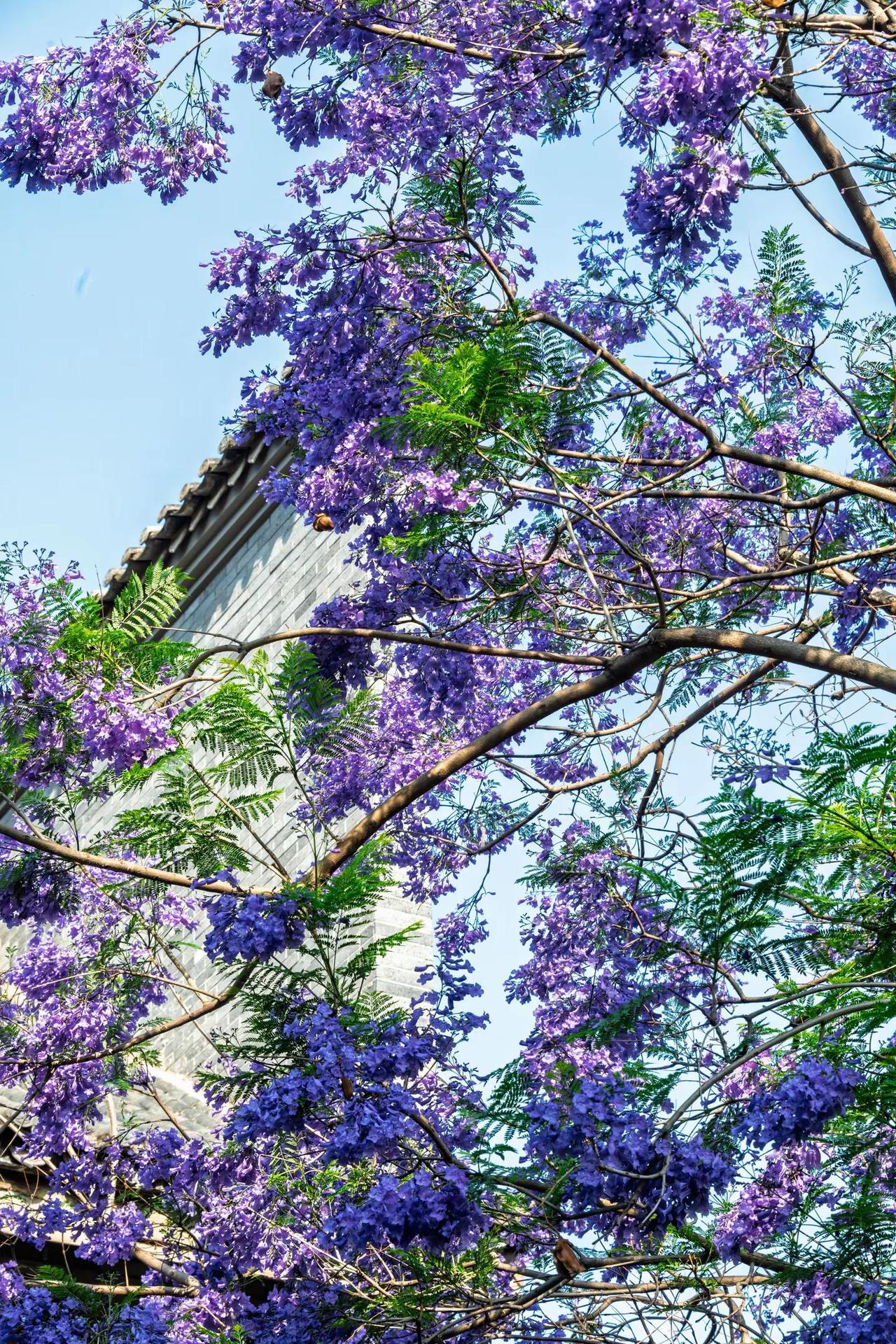 昆明富民上河院蓝花楹。昆明富民上河院蓝花楹