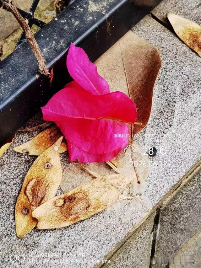 月居生活记录（9952）广西壮族自治区来宾市（177）花儿随拍15：三角梅、红黄
