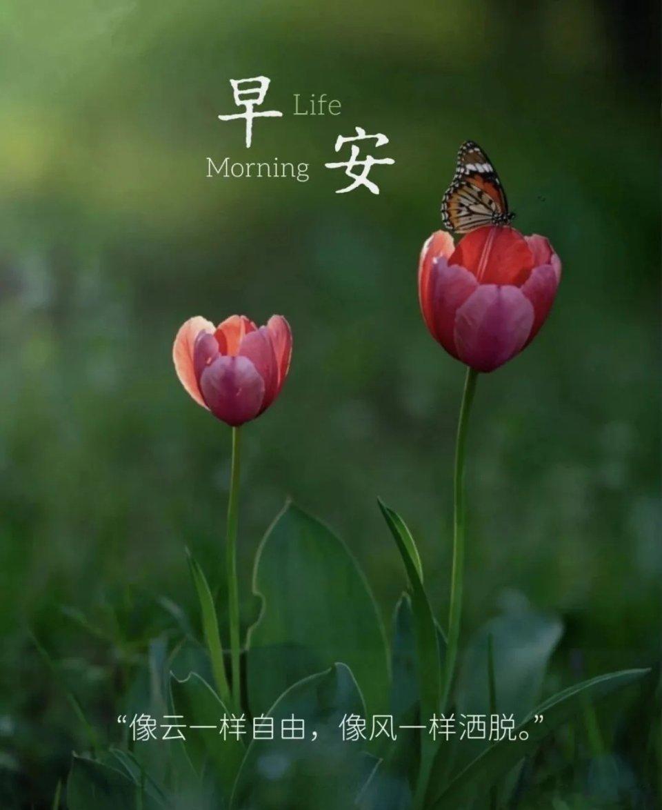 手机壁纸愿你把所有的假装坚强都卸下来，把它们揉成一团扔到角落里去，往后只需要对自