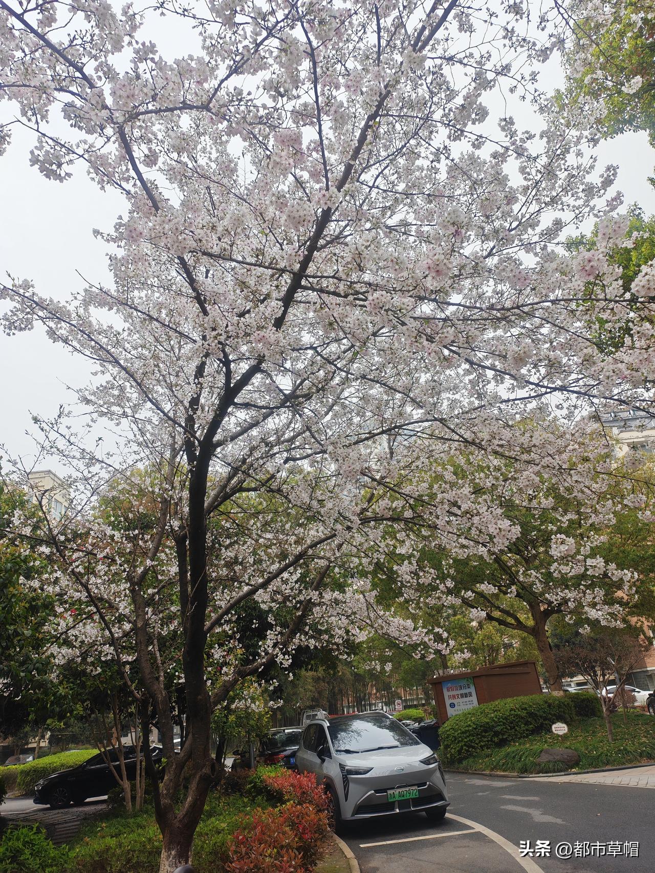 平时看上去不起眼，一树繁花的时候居然这样惊艳！去买菜从小区一路走过去，只几天的时
