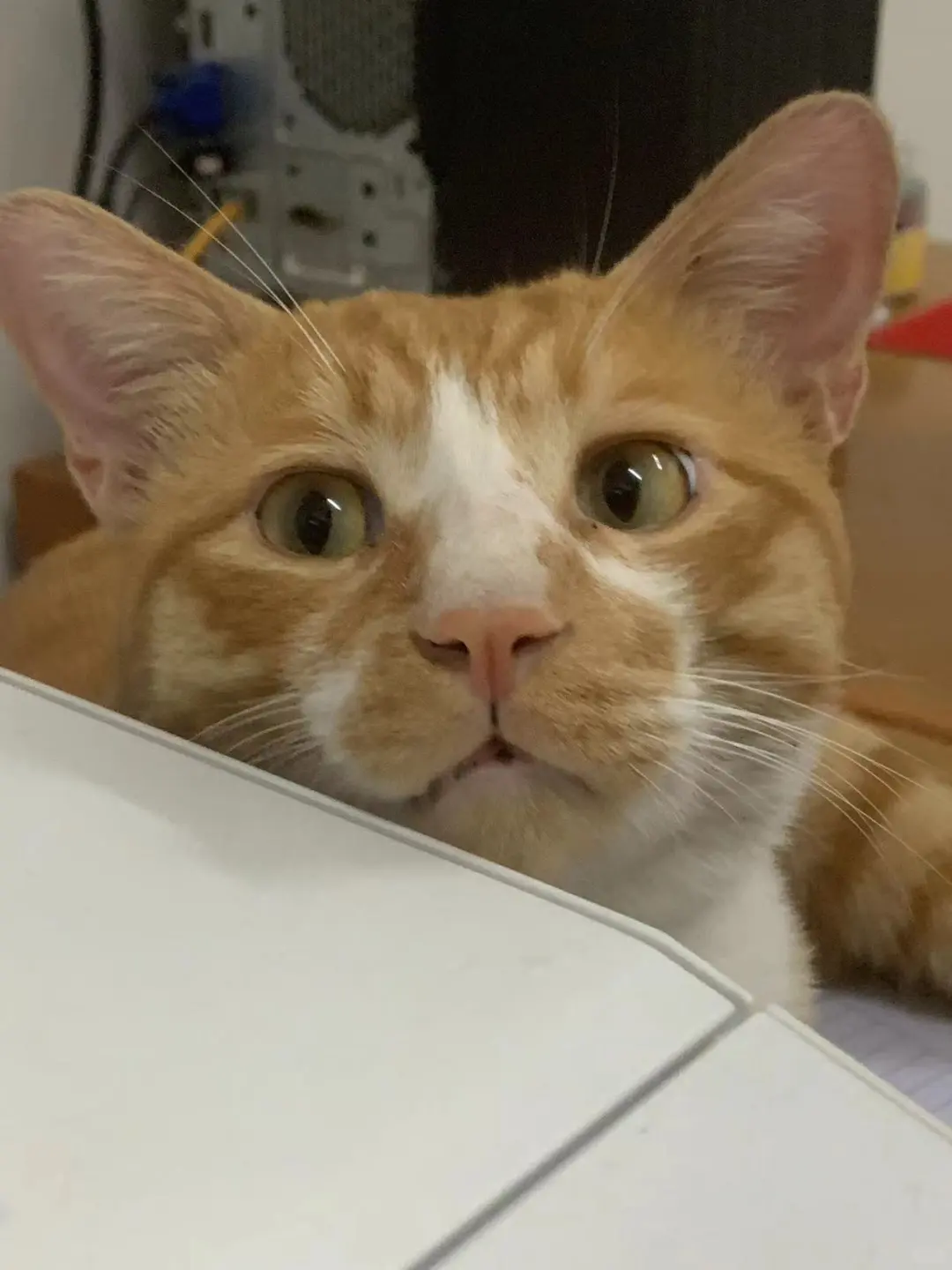 换了个猫粮，给我家猫吃的油光水滑的！