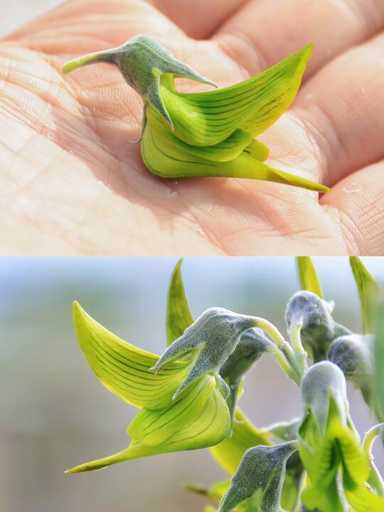 我猜你肯定没见过这种传闻里的植物