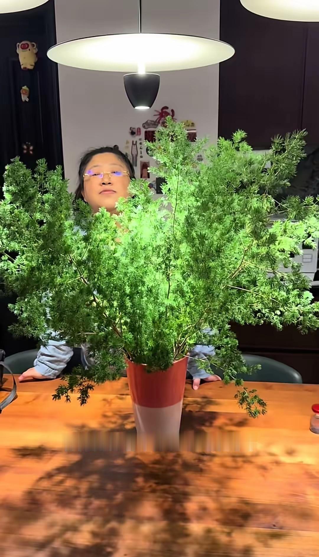 铁兜“曝光”胡老师偷绿化带的松树，摆餐桌上挡得没法吃饭——网友一句话破案：“估计
