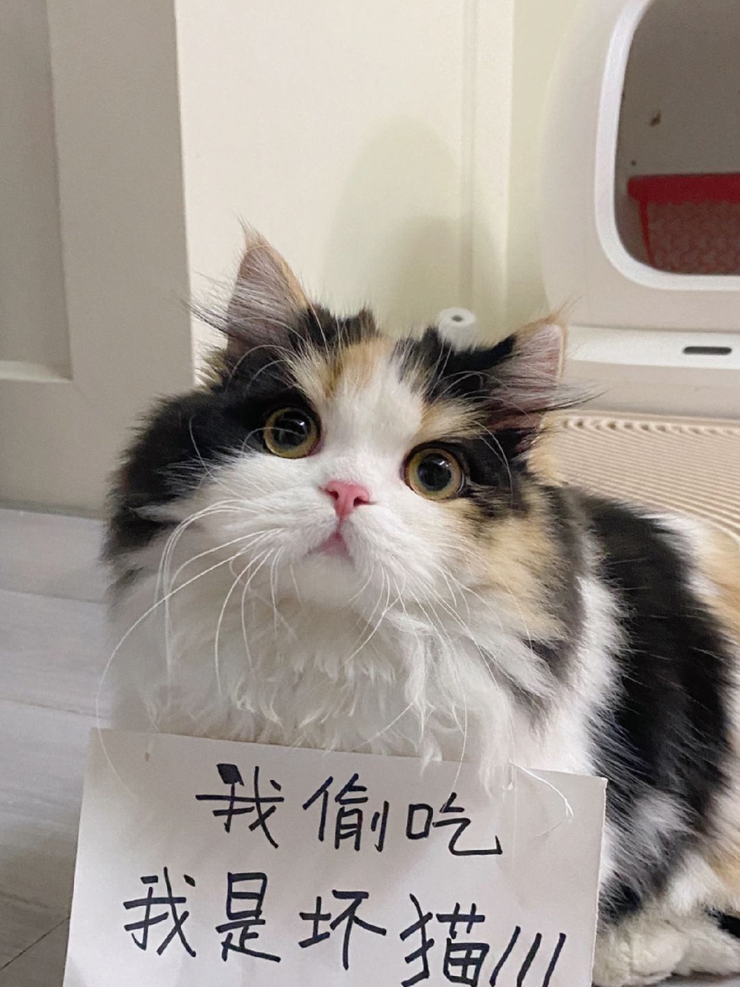 有人知道猫咪头上的两个角是什么吗？