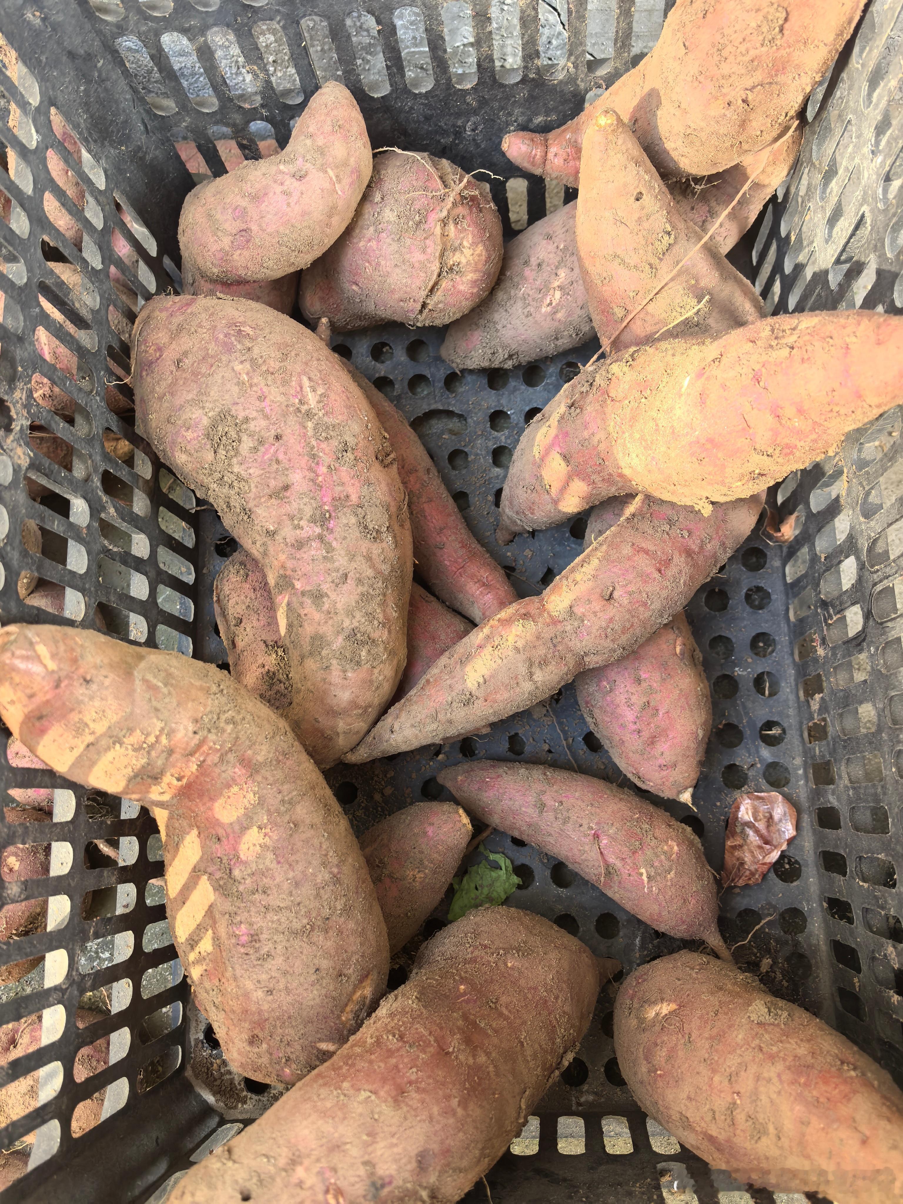 你们那里，这个叫啥？我们叫：（bei二声）薯。 