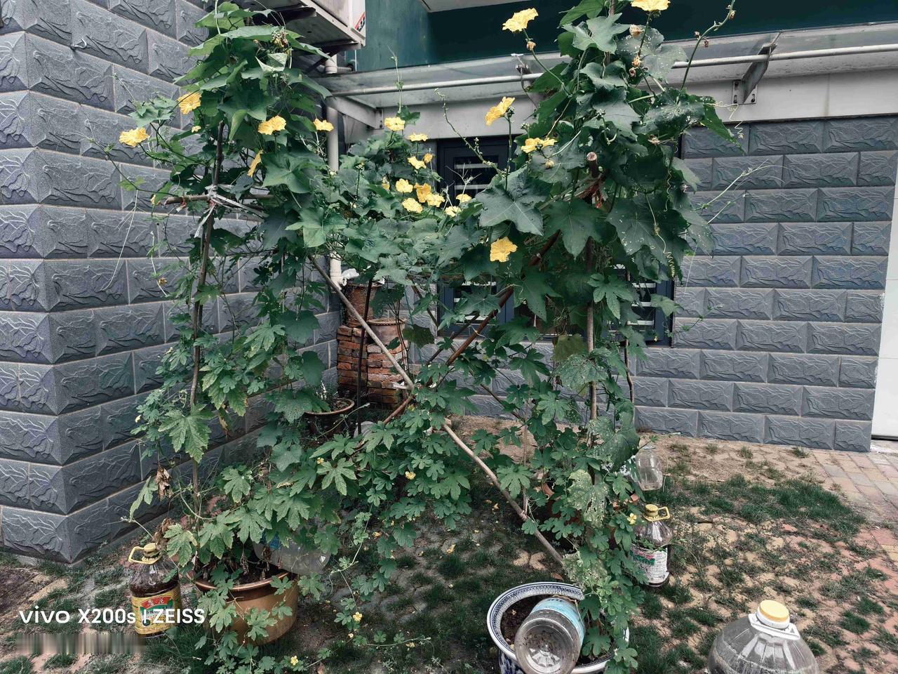 我的今日状态：😁轻松愉快
我这里的天气：☀️晴天：大院内一住户用四个花盆种上丝