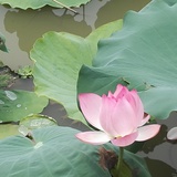 幽香最爱健康