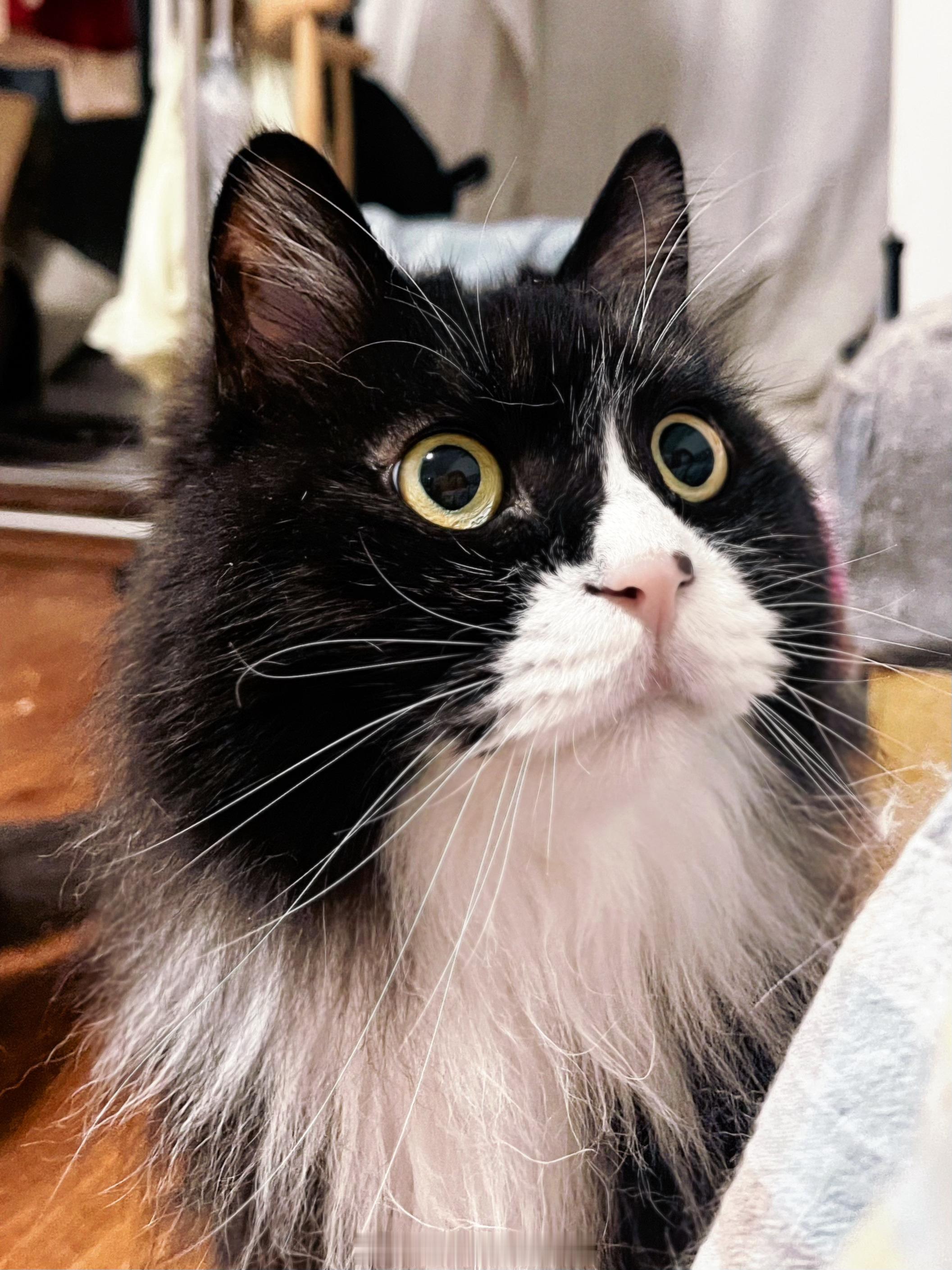这只小猫惯会骗吃骗喝