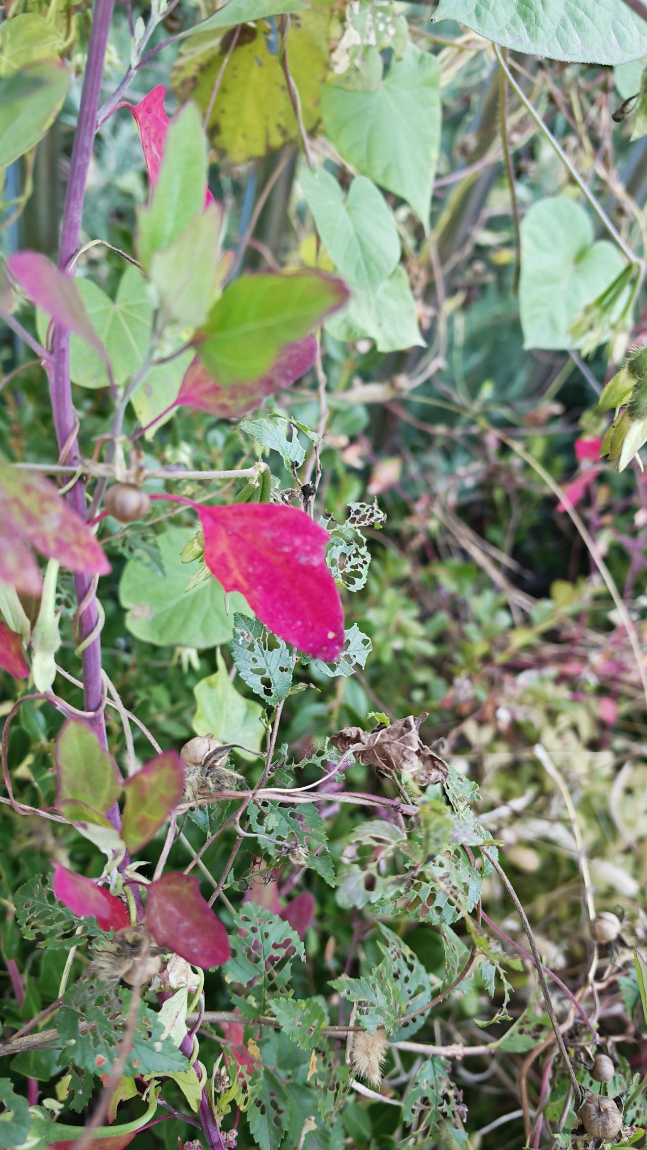 红红的叶子伴牵牛