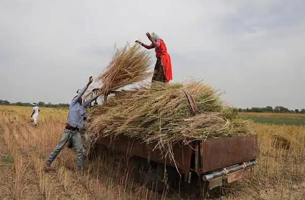 中国采购量破记录，还是从印度购买的！
11月5日英媒报道：中国从印度进口油菜籽粕