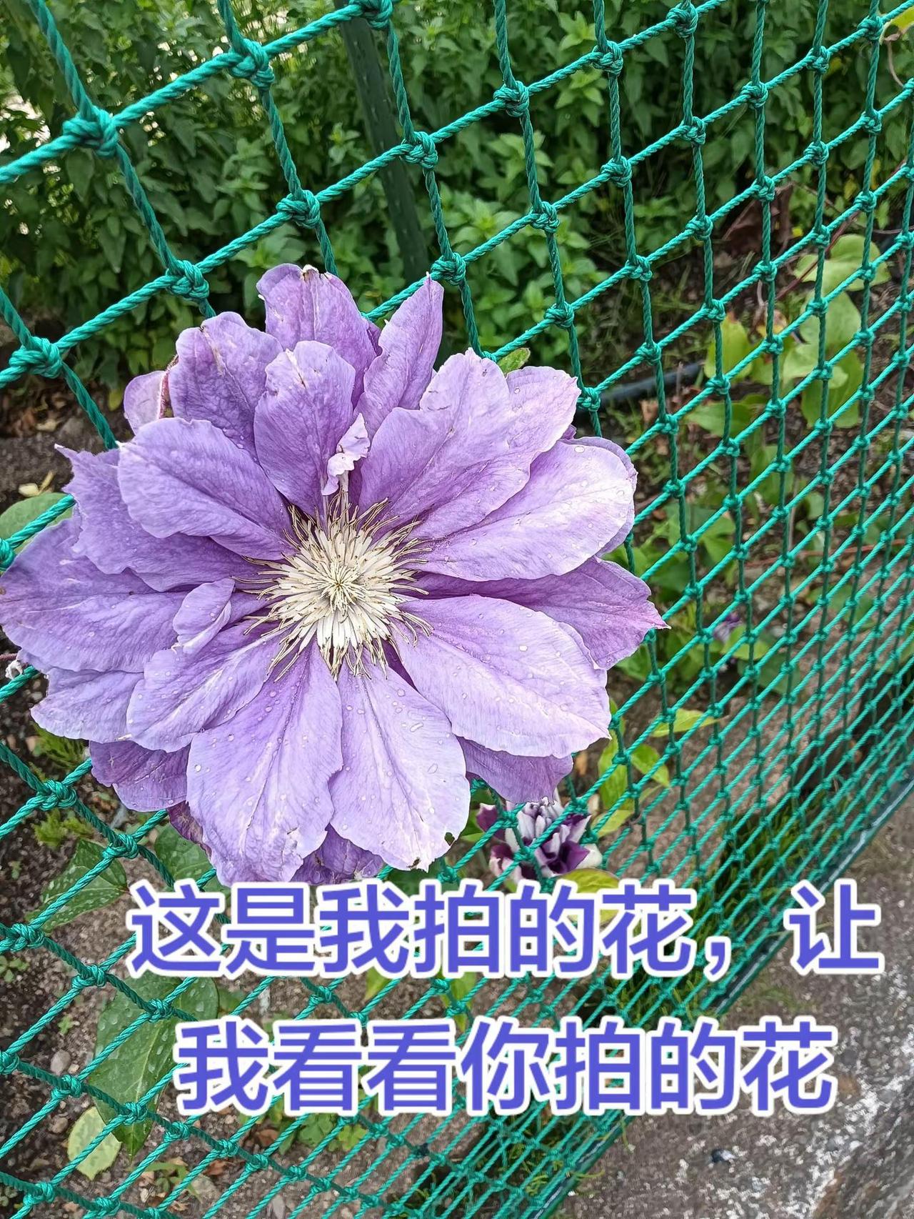 只知道它美，不知道它的名字。