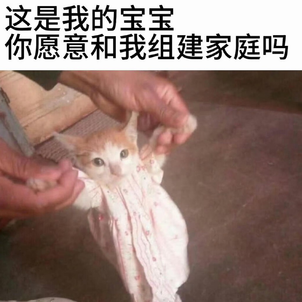 我是不会放弃收藏这种可爱小猫咪的