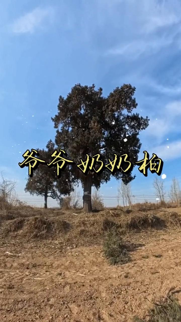 爷爷奶奶柏。