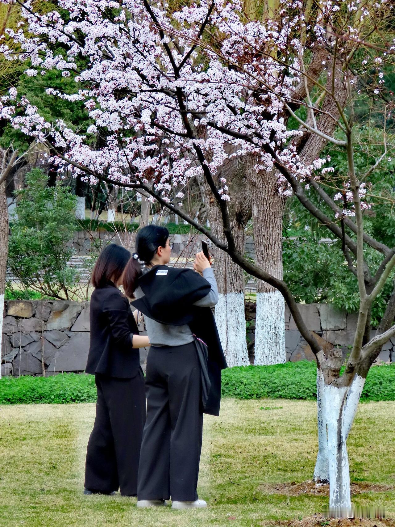 春日赏花，美不胜收，留住美好瞬间！宁波院士公园