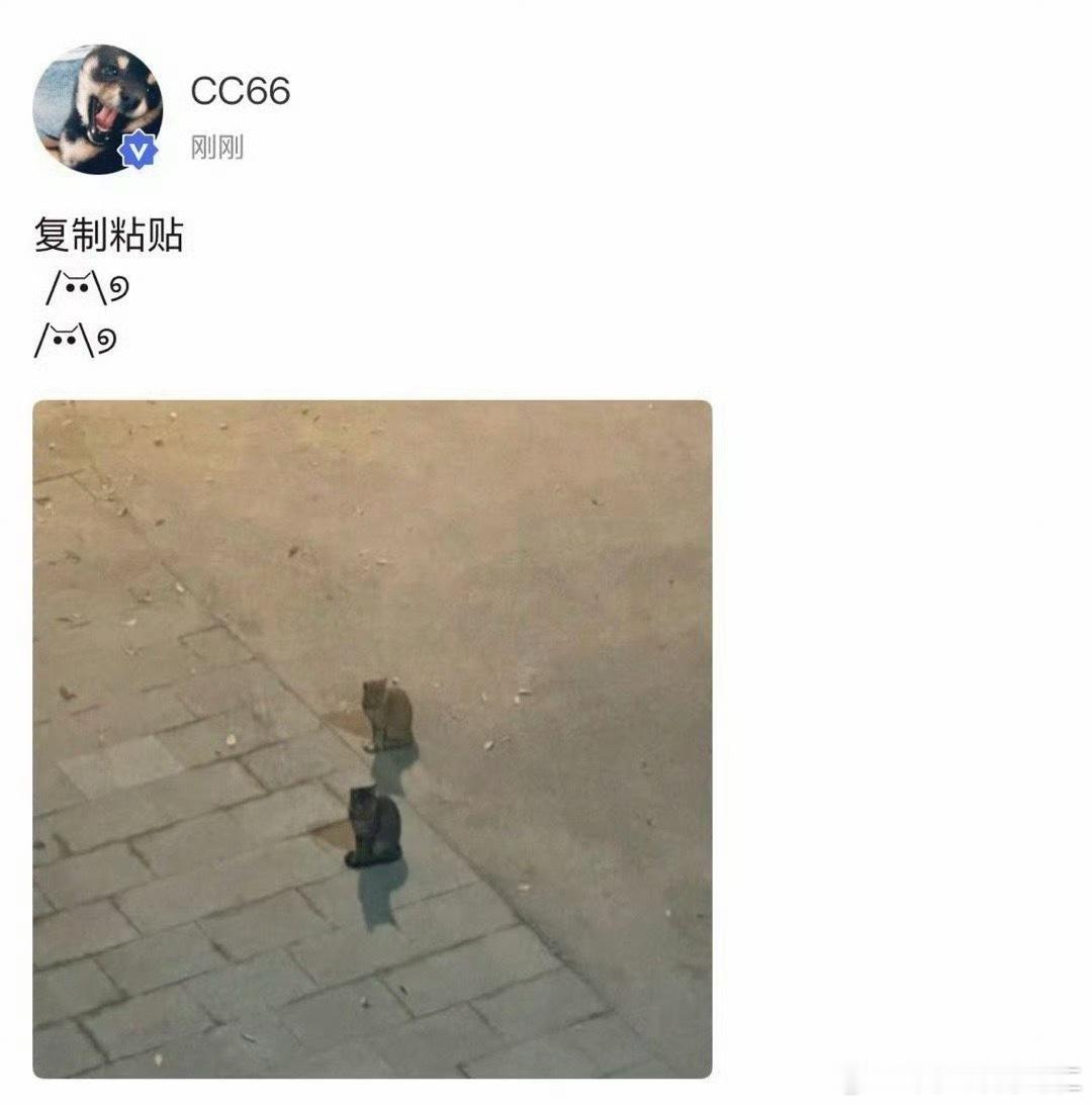 复制粘贴小猫咪 ​​​