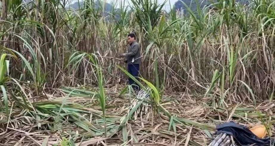 越南变化确实大，以前喊越南人过来广西砍甘蔗，一天50元人民币，后来变100人民币