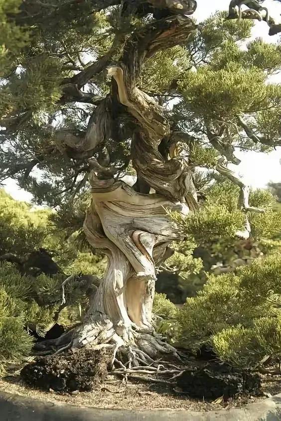 上联：千年古树沧桑见；
下联：？？？