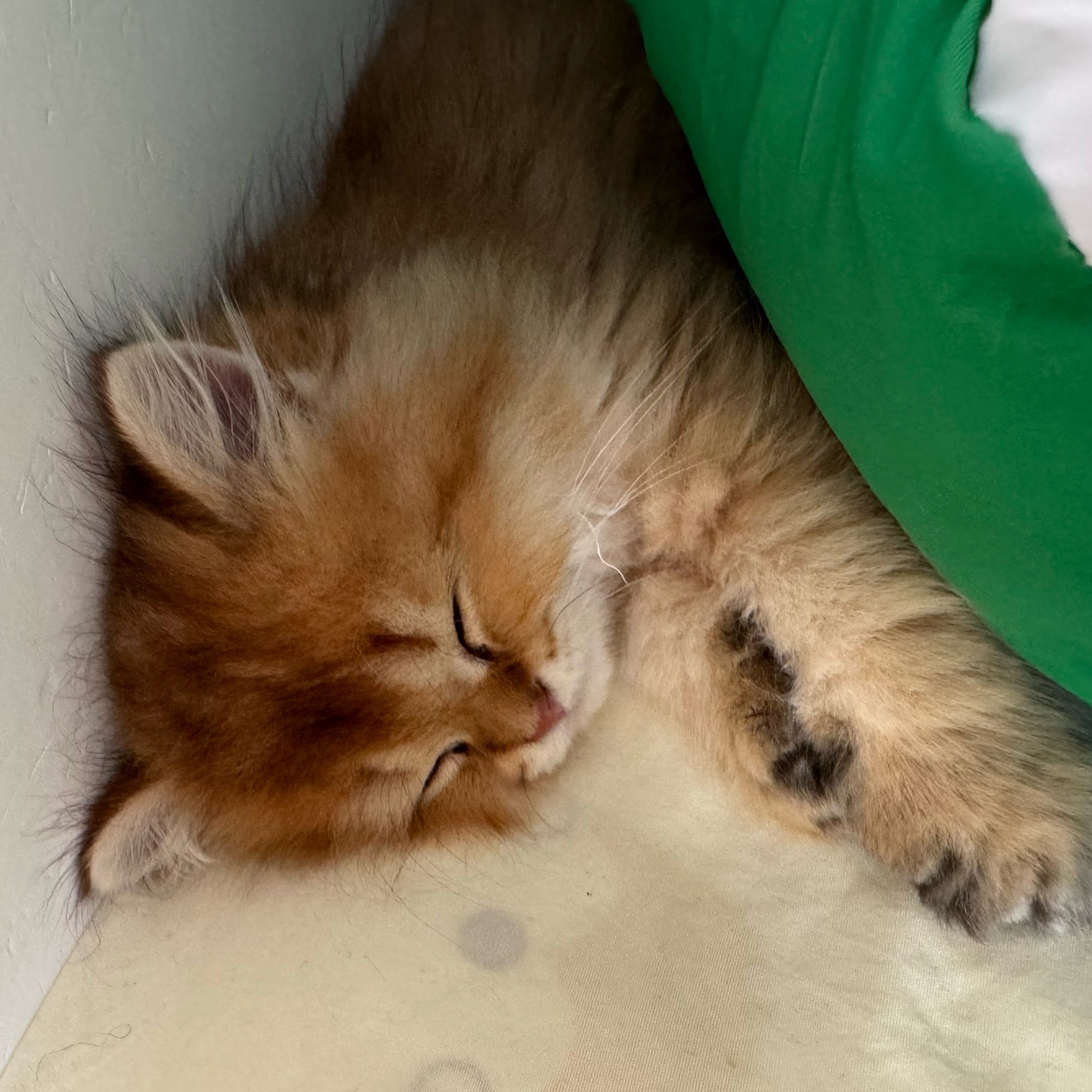 猫跟在山西人身边也得睡午觉 ​​​