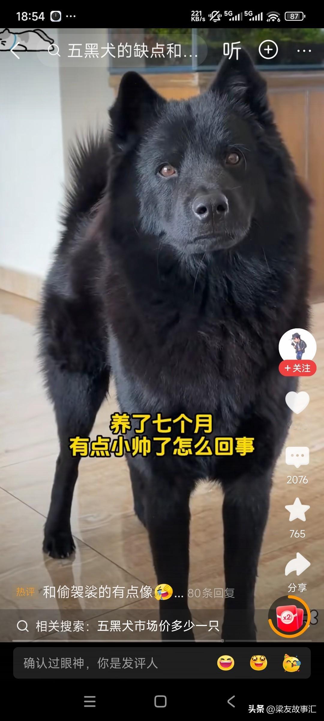 你们看这条五黑犬模样像谁？
我怎么看怎么觉得他像川普呢？尤其是这个嘴。还有他这个