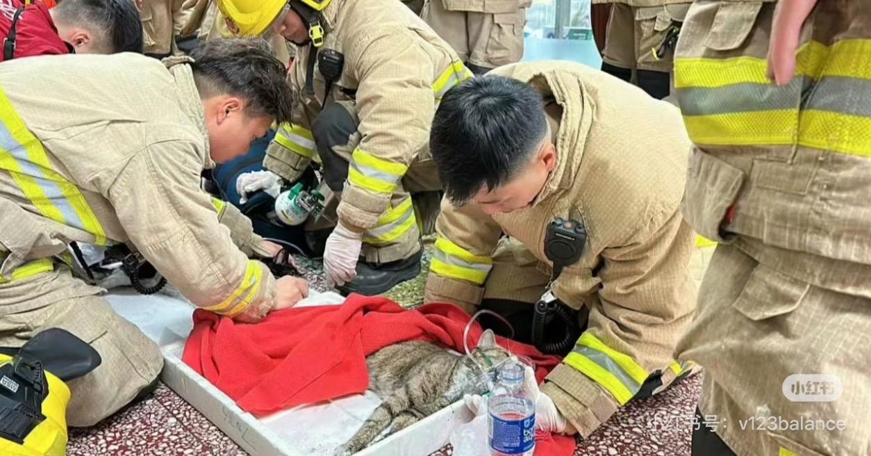 香港消防员也是太全面了，不仅救人，也能给猫狗急救。

在香港大埔宏福苑大火中，也