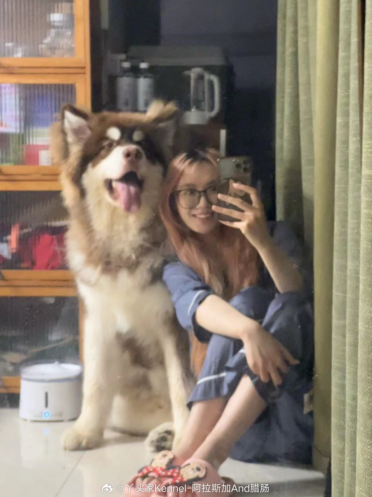 八个月的阿拉斯加弟弟，已经可以给足妈妈安全感了【客户回访】 ​​​