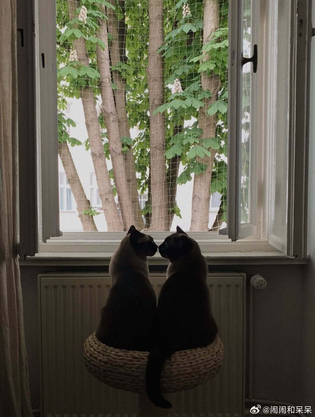 黑脸猫双胞胎cr：oh hedwig ​​​