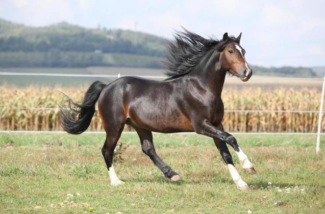 战马必须吃精饲料，那野马只吃草为何会出现好马？

野马仅凭青草就能存活，为何却难