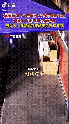 广西贺州街头，一幕戳中人心：开店女子给流浪猫一家搭了纸箱窝，垫着衣物避寒，五只没