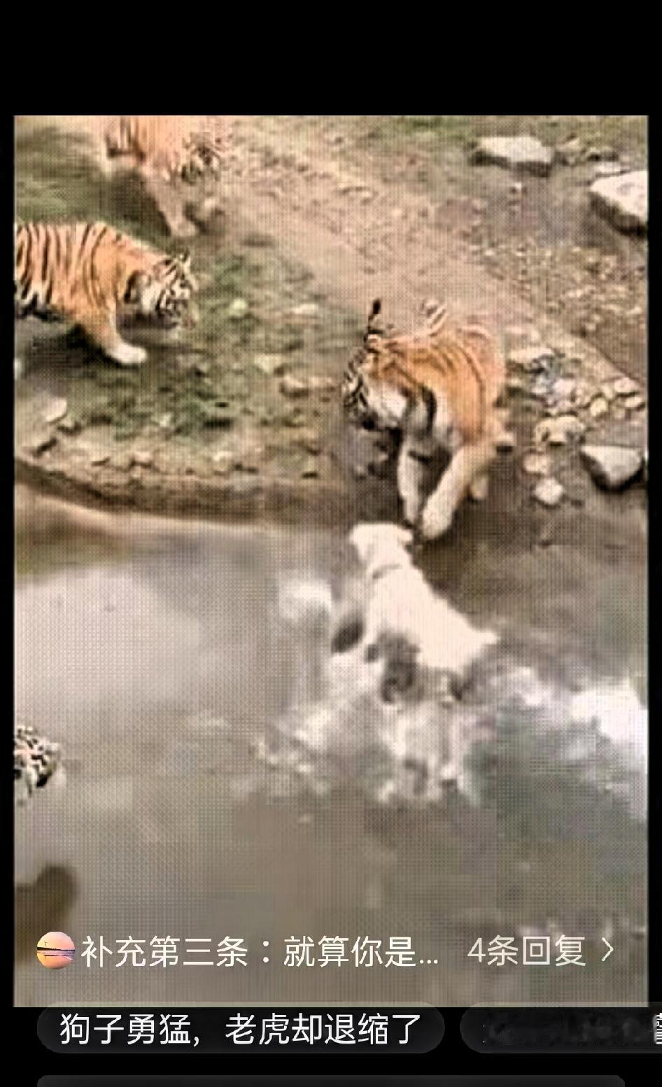 一群人在动物园围栏外观看老虎，突然间，一男子把一只狗子推了下去

周围人瞬间惊呼