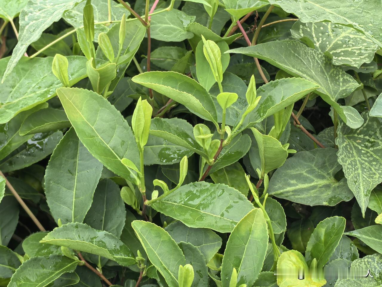 现在采的算是雨前茶吧，
山中落小雨，不见采人。