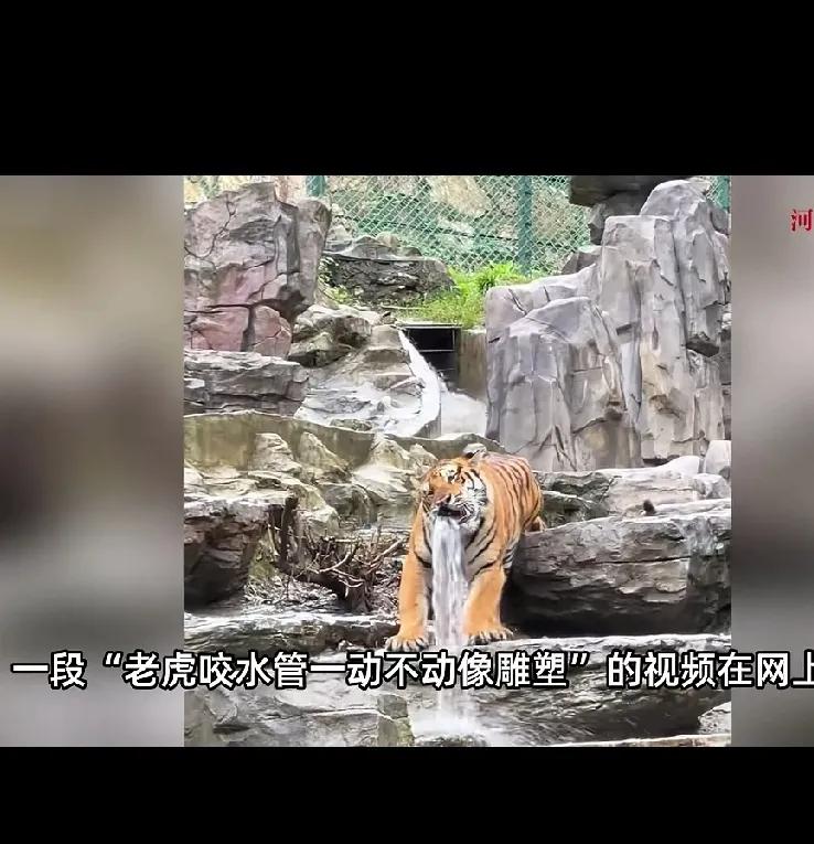 这才是真正的“虎口瀑布”！
起先，洛阳这家动物园的游客都以为是整个老虎雕塑把水管